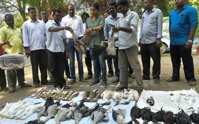 Forest Dept finds 42 carcasses of poached migratory birds, rescues 11 parakeet chicks, near Villianur