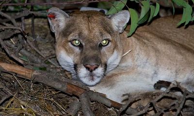 ‘The Brad Pitt of mountain lions’: how P22 became Los Angeles’ wildest celebrity