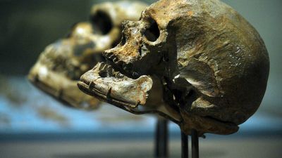 French cave findings suggest Europe’s first Homo sapiens arrived earlier than thought