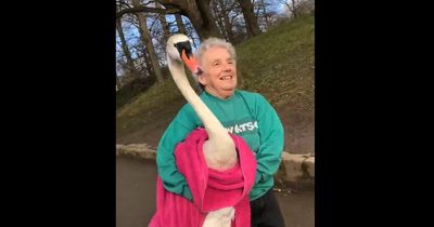 Incredible moment woman picks up lost swan and carries it back to Roundhay Park