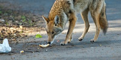 Living peacefully with coyotes means respecting their boundaries