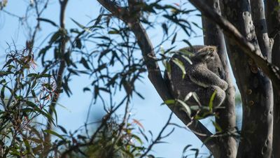 Letters: Endangered koalas need better corridors