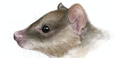 Quokka-sized fossil species show kangaroos evolving to eat leaves – for the fourth time