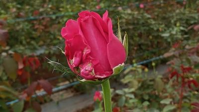 Australian flower growers enjoy blooming success in Valentines Day lead-up