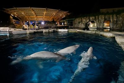2nd of 5 whales brought from Canada to Mystic Aquarium dies