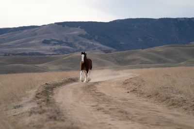 Super Bowl ads: Chevy does "Sopranos," Bud's Clydesdale
