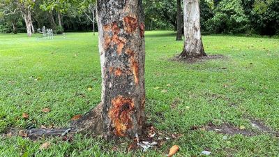 14yo boy dies, five children injured when an allegedly stolen car hits tree in Cairns