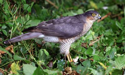 Country diary: The day I made eye contact with a sparrowhawk