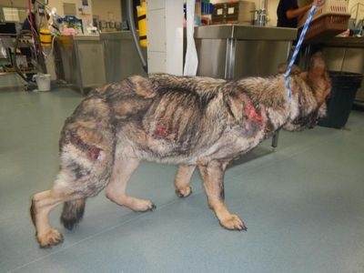 Vic dog neglected due to financial strain