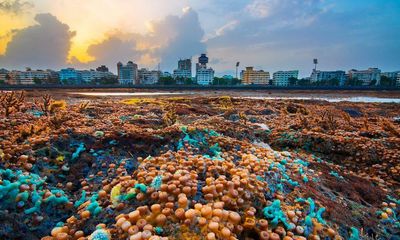 ‘Every time the tide recedes, it’s a new world’: Mumbai’s marine life revealed