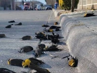 Chilling footage shows entire flock of blackbirds mysteriously dropping dead on Mexico street