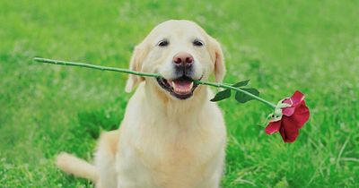 Belfast in UK top 3 for including family dogs at wedding