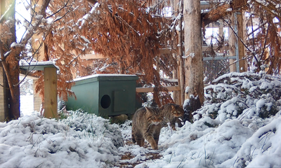 Wildcats paired up in the hope their offspring can be released into the wild