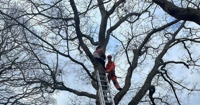 Firefighters rescue woman stuck in tree after she tried to save sister's parrot
