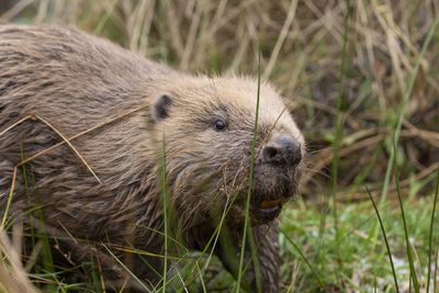 Second family of beavers relocated to new home in effort to support species