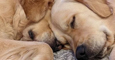 Britain's most in love dogs sleep cuddled up together and groom each other