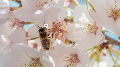 Simple Ways To Help Beneficial Bugs Survive