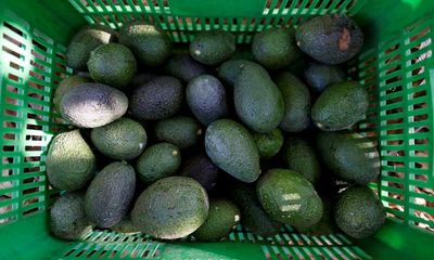 US halts avocado imports from Mexico after threat to American inspector