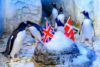 Penguin named after Emma Raducanu travels to Denmark in search of love