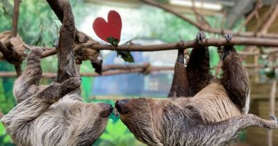 Edinburgh Zoo shares 'adorable' Valentine's Day animal photographs
