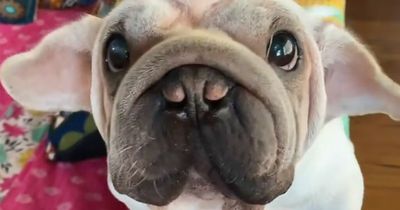 People are obsessed by adorable dog that looks like 'Yoda and Dobby had a baby'