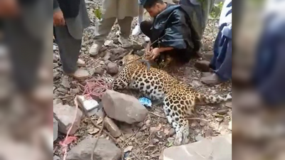 ‘We’re encroaching into their habitat’: Angry mob kills leopard in Azad Kashmir