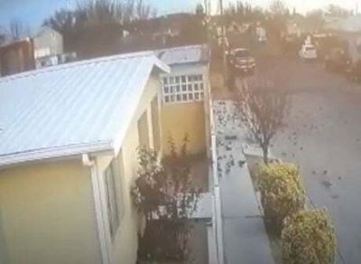 Flock of birds die and fall from the sky in Mexico in disturbing footage