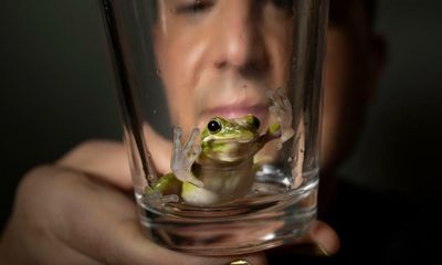 Experience: I found a tiny frog in my salad – now he’s my friend