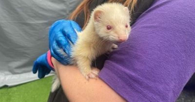 Scottish SPCA launches bid for 'inquisitive' ferret Jilly to find a Glasgow home