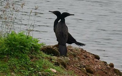 Tirunelveli district records 33,000 birds in inland wetland survey