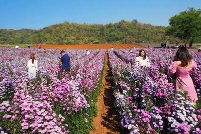 Omicron surge stymies domestic travel