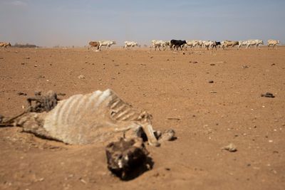 UN: Horn of Africa drought kills+ over 1.5 million livestock