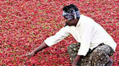 Andhra Pradesh: Farmers make big gains as chilli, cotton prices soar