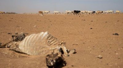 UN Says Horn of Africa Drought Kills over 1.5 Million Livestock, Warns of Catastrophe