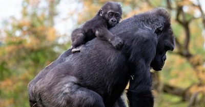 One of UK's oldest zoos to close its doors after 186 years with animals moved on