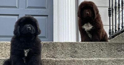 Gardai appeal for help in search for adorable Newfoundland puppies missing from Leeson Street