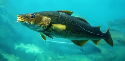 Cod 'supergenes' reveal how they are evolving in response to overfishing