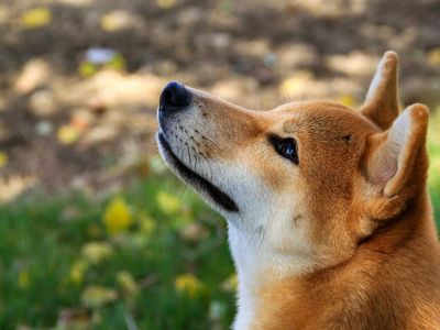 Shiba Inu Now Held By Over 1.18 Million Ethereum Wallets