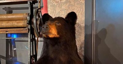 Colonel Porter's stuffed bear Herbert stolen but you can return him with 'no questions asked'