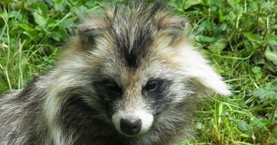 A raccoon dog is on the loose in Wales