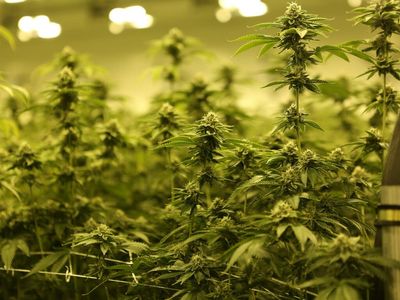 Trulieve Cannabis Acquires Cultivation Facility In Phoenix, Arizona