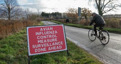 Second outbreak of 'highly pathogenic' bird flu variant in Northumberland