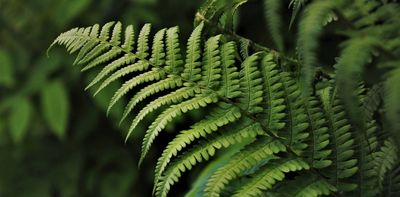 Ferns: the houseplants that reveal how tropical rainforests are responding to climate change