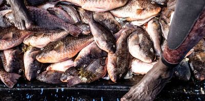 African countries must protect their fish stocks from the European Union - here's how