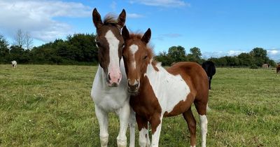 Tiny foals born after neglected horses found emaciated and pregnant