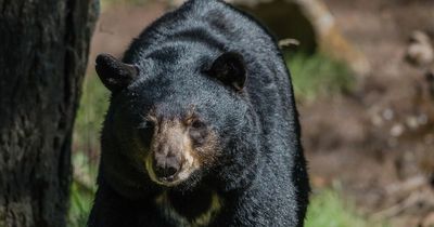 Man trying to shoot a bear accidentally kills his brother and then himself