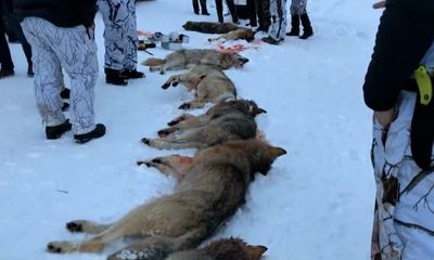 Wolves shot in Norway after court overturns stay of execution
