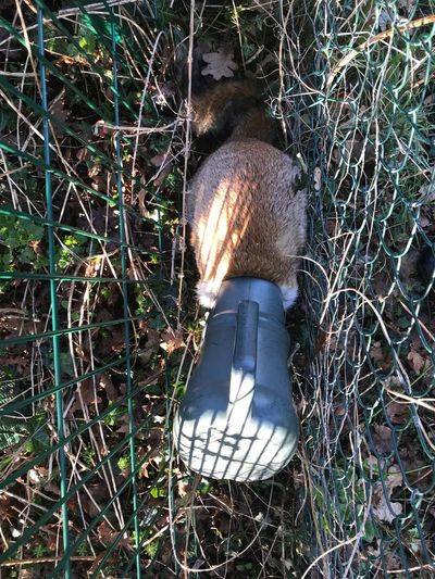 Fox with watering can on head prompts rescue operation