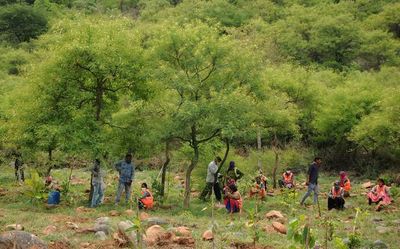 Review conducted on urban forest parks