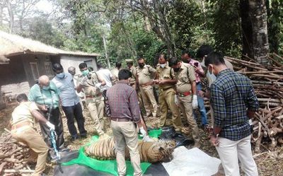 Probe leads to internal bleeding as cause of tiger’s death